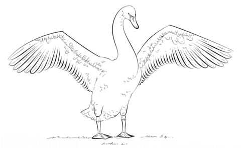 Mute Swan With Wings Open Coloring Page